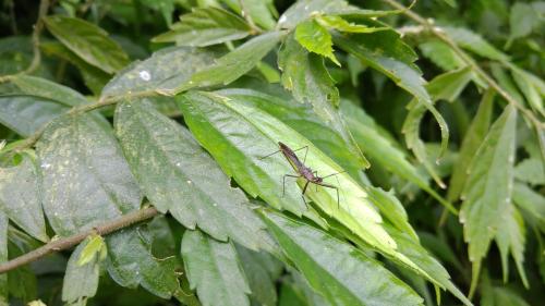 白斑素獵椿象 (六刺素獵椿象)