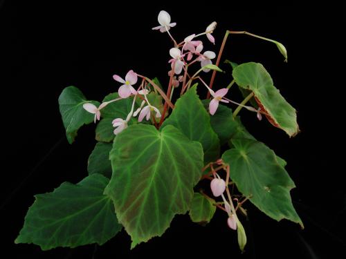 Begonia wilsonii Gagnepain