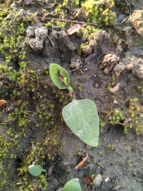 銳頭瓶爾小草