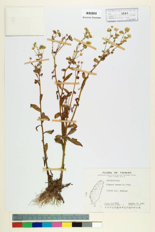 Erigeron annuus (L.) Pers._標本_BRCM 5028