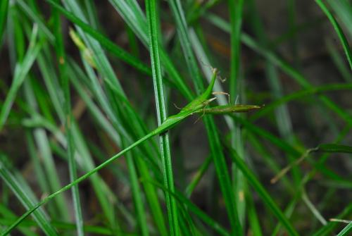 Carex-taiwanensis_5