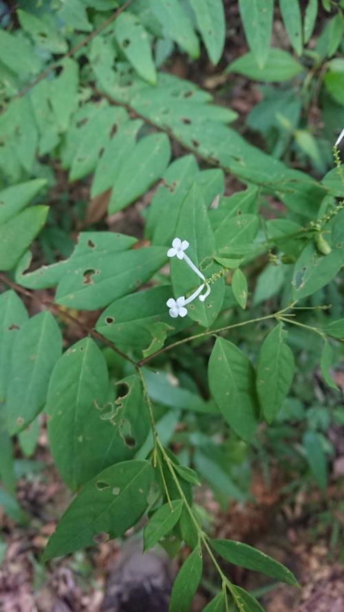 烏來蕘花