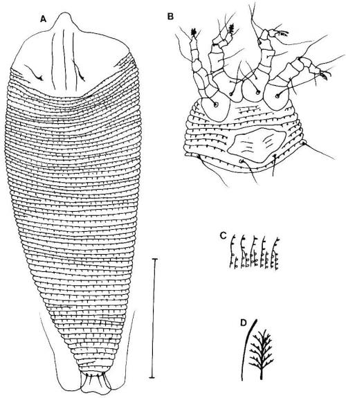 Phyllocoptes teneri Huang, 2001