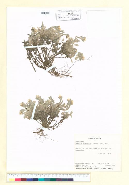 Anaphalis nepalensis (Spreng.) Hand.-Mazz._標本_BRCM 7133
