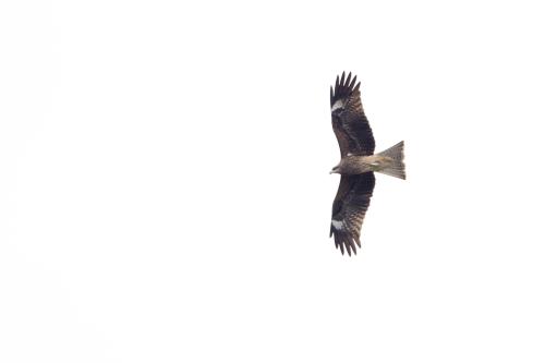 Formosan Black-eared Kite