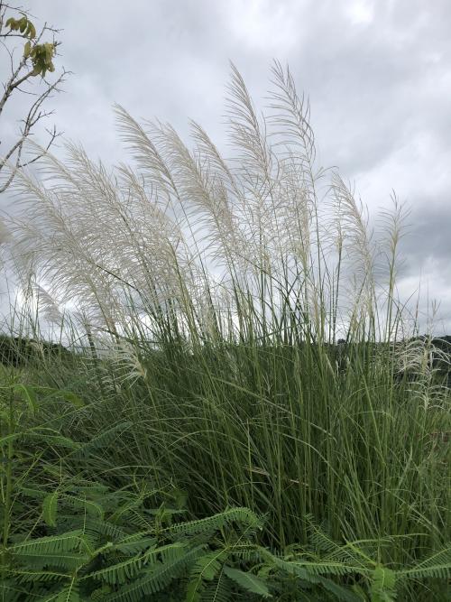 甜根子草