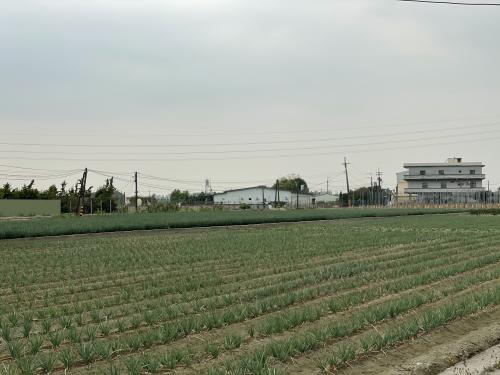 農業地景-青蔥田