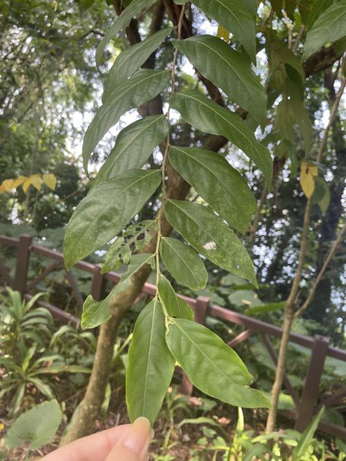 菲律賓饅頭果