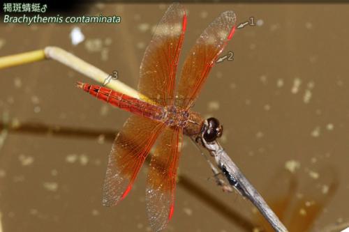 14-04 褐斑蜻蜓