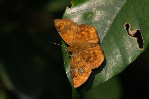 20090929_345501_Pseudocoladenia dan sadakoe_a.jpg