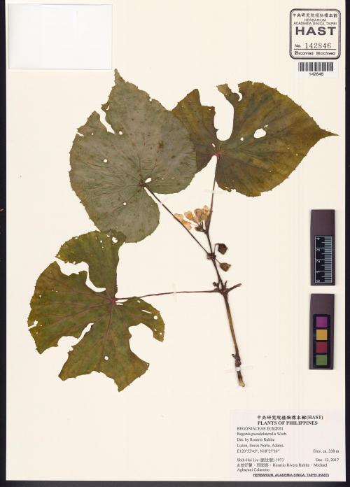 Begonia pseudolateralis標本_BRCM 2941