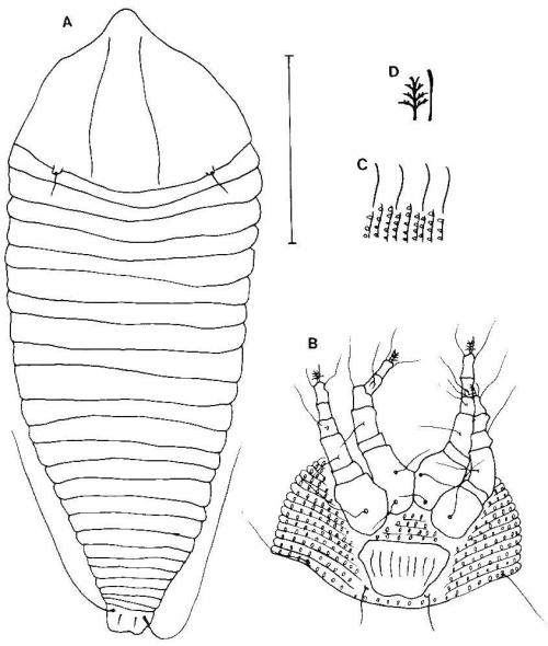 Aculops fraxinus Huang, 2001