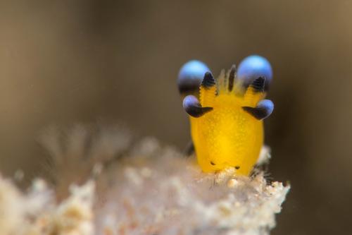 Pikachu Nudibranch