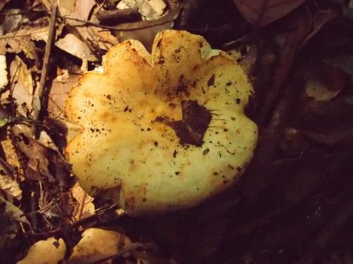 Russula ochroleuca(黃白紅菇)