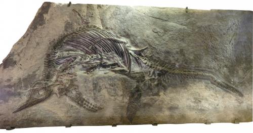 混魚龍化石