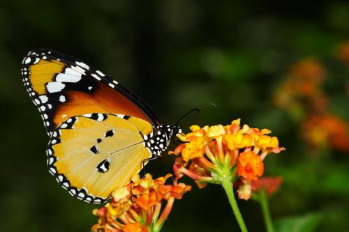 20090926_347088_Danaus chrysippus_a.jpg