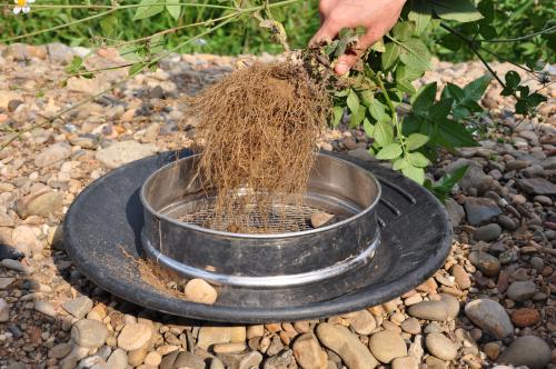 草根也經常會捕捉砂金，可以用不漏水的工具盛裝砂土