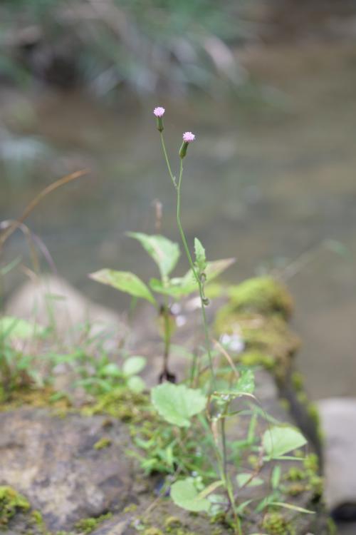 紫背草