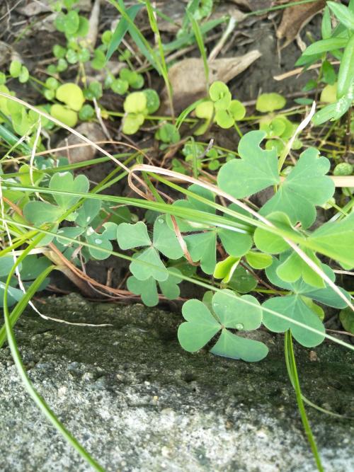 黃花酢醬草