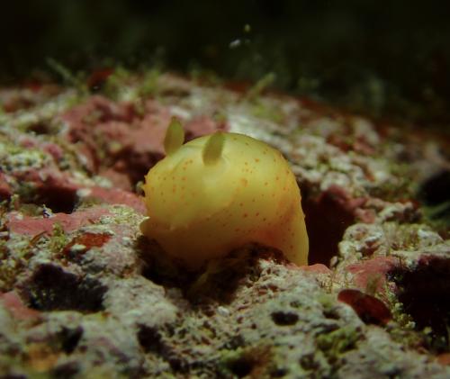 Gymnodoris citrina