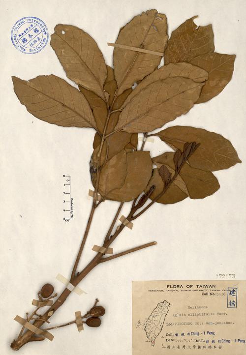 Aglaia elliptifolia Merr._標本_BRCM 4246