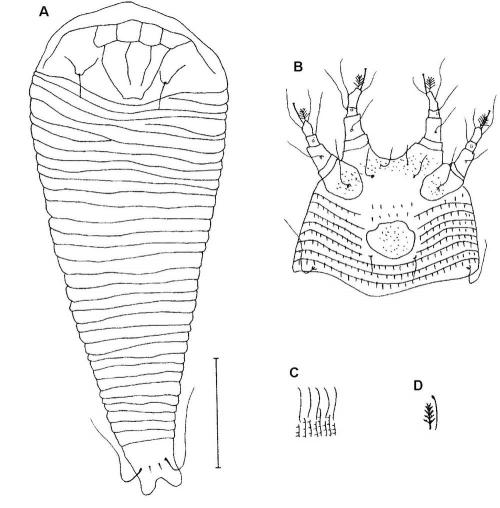 Colopodacus lanceolatus Huang, 2001
