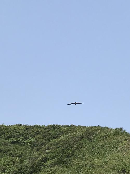 黑鳶