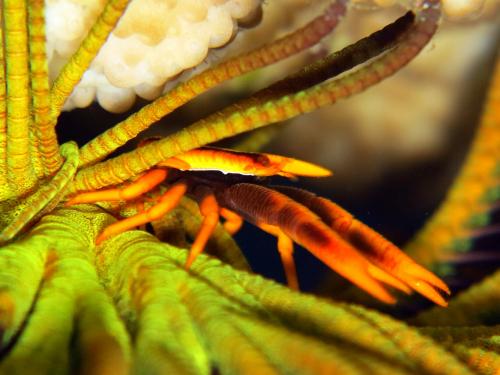 Allogalathea elegans美麗異鎧蝦