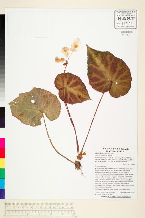 Begonia augustinei標本_BRCM 2192