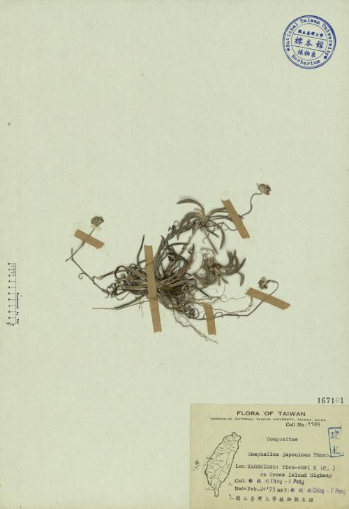 Gnaphalium japonicum Thunb._標本_BRCM 3855