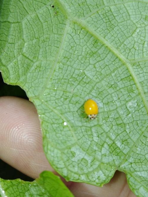 柯氏素菌瓢蟲（指名亞種）