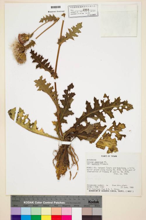 Cirsium japonicum DC. var. australe Kitam._標本_BRCM 5884