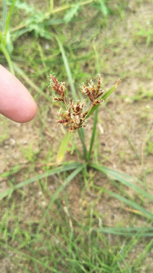 香附子 (香頭草)