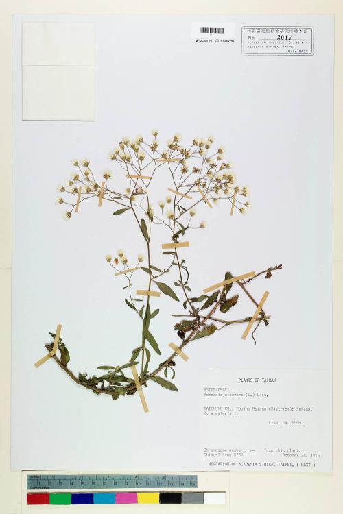 Vernonia cinerea (L.) Less._標本_BRCM 5110