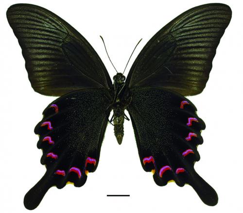 Papilio bianor thrasymedes Fruhstorfer, 1909 翠鳳蝶