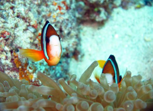 Amphiprion clarkii 克氏雙鋸魚