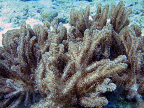 50-2鄭氏艾達軟珊瑚(Aldersladum jengi)的近照