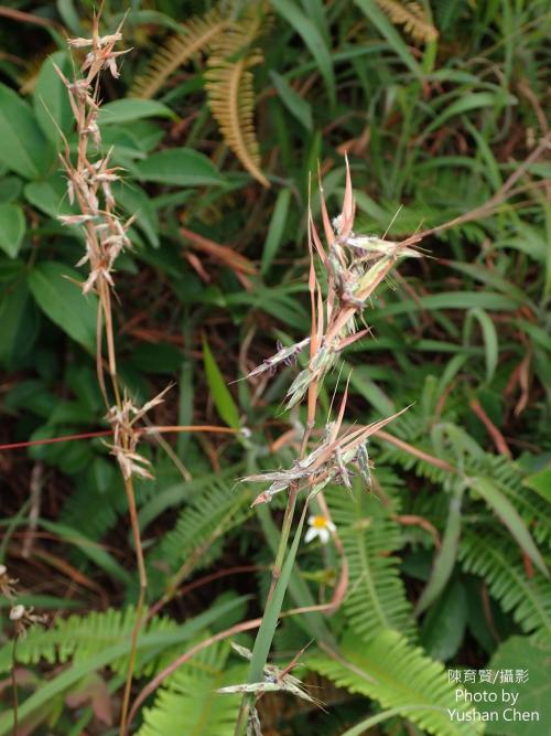 野香茅（海南植物志）