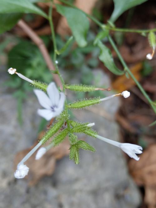 白花丹