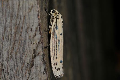 Ethmia lineatonotella 線紋篩蛾