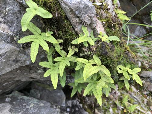 玉山茀蕨