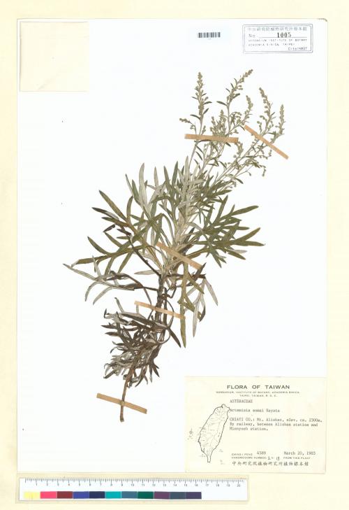 Artemisia somae Hayata_標本_BRCM 6352