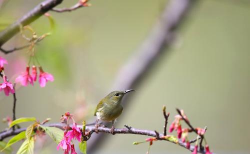 叉尾太陽鳥