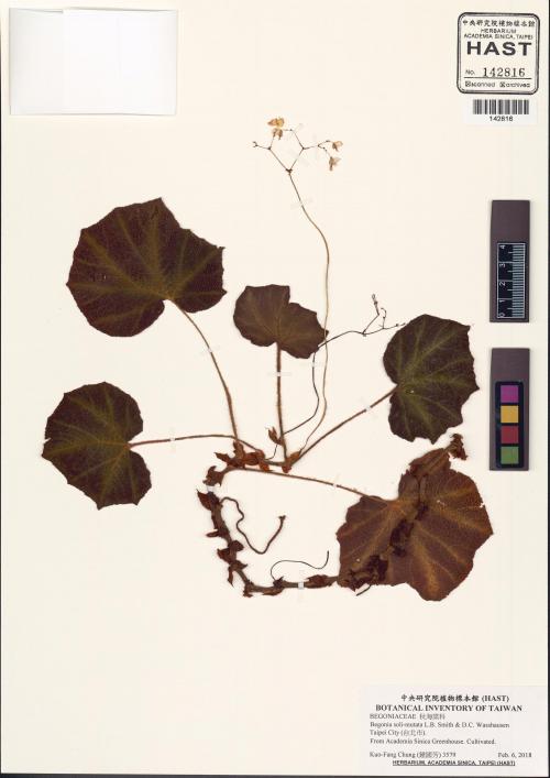 Begonia soli-mutata標本_BRCM 2939