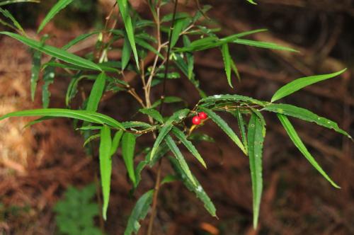 無刺伏牛花