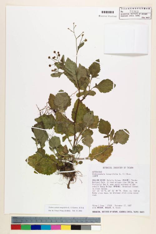 Dichrocephala integrifolia (L. f.) Kuntze_標本_BRCM 7501