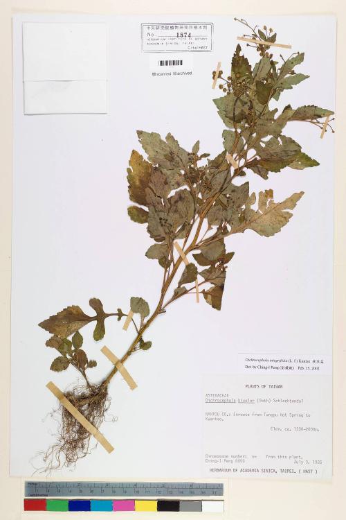 Dichrocephala integrifolia (L. f.) Kuntze_標本_BRCM 6686