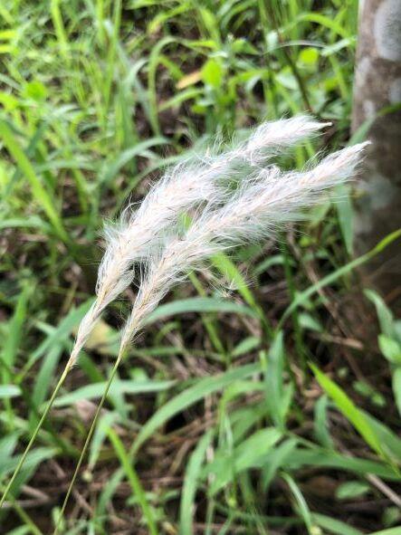 白茅 (茅針 茅根 茅草)