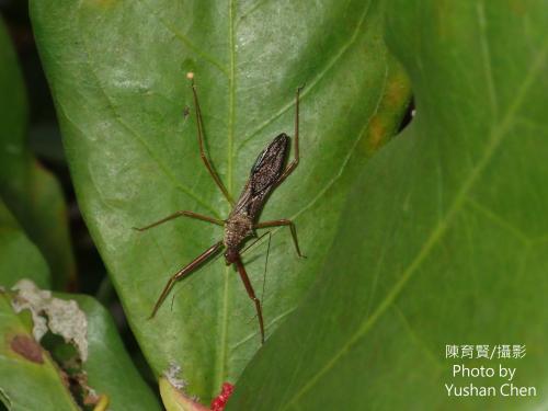 白斑素獵椿象 (六刺素獵椿象)