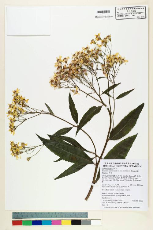 Senecio nemorensis L. var. dentatus (Kitam.) H. Koyama_標本_BRCM 5469